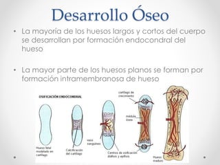 Desarrollo Óseo 
• La mayoría de los huesos largos y cortos del cuerpo 
se desarrollan por formación endocondral del 
hueso 
• La mayor parte de los huesos planos se forman por 
formación intramembranosa de hueso 
 