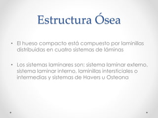 Estructura Ósea 
• El hueso compacto está compuesto por laminillas 
distribuidas en cuatro sistemas de láminas 
• Los sistemas laminares son: sistema laminar externo, 
sistema laminar interno, laminillas intersticiales o 
intermedias y sistemas de Havers u Osteona 
 