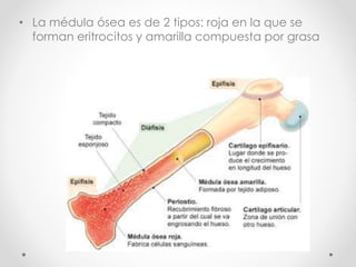 • La médula ósea es de 2 tipos: roja en la que se 
forman eritrocitos y amarilla compuesta por grasa 
 