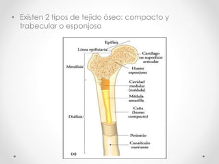 • Existen 2 tipos de tejido óseo: compacto y 
trabecular o esponjoso 
 