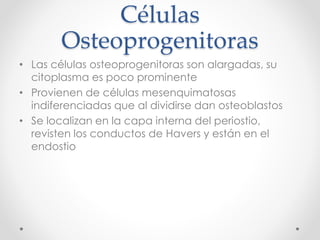 Células 
Osteoprogenitoras 
• Las células osteoprogenitoras son alargadas, su 
citoplasma es poco prominente 
• Provienen de células mesenquimatosas 
indiferenciadas que al dividirse dan osteoblastos 
• Se localizan en la capa interna del periostio, 
revisten los conductos de Havers y están en el 
endostio 
 