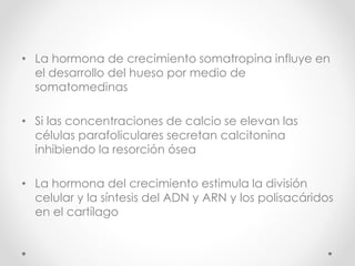 • La hormona de crecimiento somatropina influye en 
el desarrollo del hueso por medio de 
somatomedinas 
• Si las concentraciones de calcio se elevan las 
células parafoliculares secretan calcitonina 
inhibiendo la resorción ósea 
• La hormona del crecimiento estimula la división 
celular y la síntesis del ADN y ARN y los polisacáridos 
en el cartílago 
 