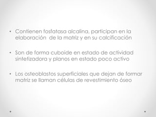 • Contienen fosfatasa alcalina, participan en la 
elaboración de la matriz y en su calcificación 
• Son de forma cuboide en estado de actividad 
sintetizadora y planos en estado poco activo 
• Los osteoblastos superficiales que dejan de formar 
matriz se llaman células de revestimiento óseo 
 