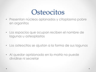 Osteocitos 
• Presentan núcleos aplanados y citoplasma pobre 
en organitos 
• Los espacios que ocupan reciben el nombre de 
lagunas u osteoplastos 
• Los osteocitos se ajustan a la forma de sus lagunas 
• Al quedar aprisionado en la matriz no puede 
dividirse ni secretar 
 