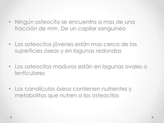 • Ningún osteocito se encuentra a mas de una 
fracción de mm. De un capilar sanguíneo 
• Los osteocitos jóvenes están mas cerca de las 
superficies óseas y en lagunas redondas 
• Los osteocitos maduros están en lagunas ovales o 
lenticulares 
• Los canalículos óseos contienen nutrientes y 
metabolitos que nutren a los osteocitos 
 