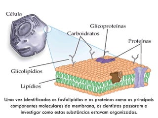 Uma vez identificados os fosfolipídios e as proteínas como os principais
  componentes moleculares da membrana, os cientistas passaram a
      investigar como estas substâncias estavam organizadas.
 