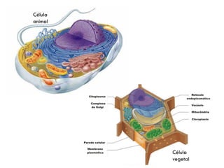 Célula
 Célula
animal
 Animal




          Célula
          vegetal
 