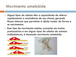 Movimento amebóide
   Alguns tipos de células têm a capacidade de alterar
    rapidamente a consistência de seu citosol, gerando
    fluxos internos que permitem à célula mudar de forma e
    se movimentar.
   Esse tipo de movimento celular, presente em muitos
    protozoários e em alguns tipos de células de animais
    multicelulares, é chamado movimento amebóide.
 