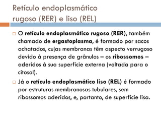 Retículo endoplasmático
rugoso (RER) e liso (REL)
   O retículo endoplasmático rugoso (RER), também
    chamado de ergastoplasma, é formado por sacos
    achatados, cujas membranas têm aspecto verrugoso
    devido à presença de grânulos – os ribossomos –
    aderidos à sua superfície externa (voltada para o
    citosol).
   Já o retículo endoplasmático liso (REL) é formado
    por estruturas membranosas tubulares, sem
    ribossomos aderidos, e, portanto, de superfície lisa.
 