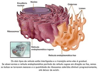 Os dois tipos de retículo estão interligados e a transição entre eles é gradual.
 Se observarmos o retículo endoplasmático partindo do retículo rugoso em direção ao liso, vemos
as bolsas se tornarem menores e a quantidade de ribossomos aderidos diminuir progressivamente,
                                        até deixar de existir.
 