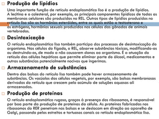    Produção de lipídios
    Uma importante função de retículo endoplasmático liso é a produção de lipídios.
    A lecitina e o colesterol, por exemplo, os principais componentes lipídicos de todas as
    membranas celulares são produzidos no REL. Outros tipos de lipídios produzidos no
    retículo liso são os hormônios esteróides, entre os quais estão a testosterona e
    os estrógeno, hormônios sexuais produzidos nas células das gônadas de animais
    vertebrados.
   Desintoxicação
    O retículo endoplasmático liso também participa dos processos de desintoxicação do
    organismo. Nas células do fígado, o REL, absorve substâncias tóxicas, modificando-as
    ou destruindo-as, de modo a não causarem danos ao organismo. É a atuação do
    retículo das células hepáticas que permite eliminar parte do álcool, medicamentos e
    outras substâncias potencialmente nocivas que ingerimos.
   Armazenamento de substâncias
    Dentro das bolsas do retículo liso também pode haver armazenamento de
    substâncias. Os vacúolos das células vegetais, por exemplo, são bolsas membranosas
    derivadas do retículo que crescem pelo acúmulo de soluções aquosas ali
    armazenadas.
   Produção de proteínas
    O retículo endoplasmático rugoso, graças à presença dos ribossomos, é responsável
    por boa parte da produção de proteínas da célula. As proteínas fabricadas nos
    ribossomos do RER penetram nas bolsas e se deslocam em direção ao aparelho de
    Golgi, passando pelos estreitos e tortuosos canais co retículo endoplasmático liso.
 