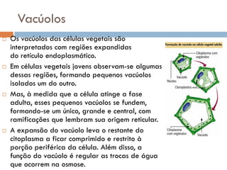 Vacúolos
   Os vacúolos das células vegetais são
    interpretados com regiões expandidas
    do retículo endoplasmático.
   Em células vegetais jovens observam-se algumas
    dessas regiões, formando pequenos vacúolos
    isolados um do outro.
   Mas, à medida que a célula atinge a fase
    adulta, esses pequenos vacúolos se fundem,
    formando-se um único, grande e central, com
    ramificações que lembram sua origem reticular.
   A expansão do vacúolo leva o restante do
    citoplasma a ficar comprimido e restrito à
    porção periférica da célula. Além disso, a
    função do vacúolo é regular as trocas de água
    que ocorrem na osmose.
 