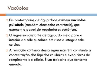Vacúolos
   Em protozoários de água doce existem vacúolos
    pulsáteis (também chamados contráteis), que
    exercem o papel de reguladores osmóticos.
   O ingresso constante de água, do meio para o
    interior da célula, coloca em risco a integridade
    celular.
   A remoção contínua dessa água mantém constante a
    concentração dos líquidos celulares e evita riscos de
    rompimento da célula. É um trabalho que consome
    energia.
 