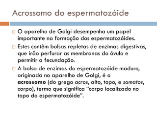 Acrossomo do espermatozóide
   O aparelho de Golgi desempenha um papel
    importante na formação dos espermatozóides.
   Estes contêm bolsas repletas de enzimas digestivas,
    que irão perfurar as membranas do óvulo e
    permitir a fecundação.
   A bolsa de enzimas do espermatozóide maduro,
    originada no aparelho de Golgi, é o
    acrossomo (do grego acros, alto, topo, e somatos,
    corpo), termo que significa “corpo localizado no
    topo do espermatozóide”.
 