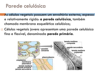 Parede celulósica
   As células vegetais possuem um envoltório externo, espesso
    e relativamente rígido: a parede celulósica, também
    chamada membrana esquelética celulósica;
   Células vegetais jovens apresentam uma parede celulósica
    fina e flexível, denominada parede primária.
 