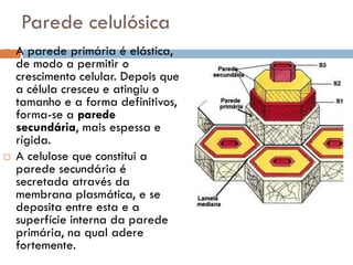 Parede celulósica
   A parede primária é elástica,
    de modo a permitir o
    crescimento celular. Depois que
    a célula cresceu e atingiu o
    tamanho e a forma definitivos,
    forma-se a parede
    secundária, mais espessa e
    rígida.
   A celulose que constitui a
    parede secundária é
    secretada através da
    membrana plasmática, e se
    deposita entre esta e a
    superfície interna da parede
    primária, na qual adere
    fortemente.
 