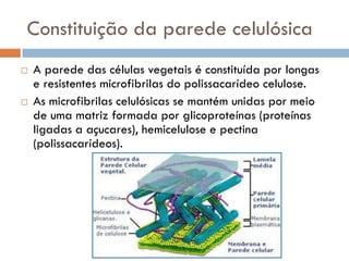 Constituição da parede celulósica
   A parede das células vegetais é constituída por longas
    e resistentes microfibrilas do polissacarídeo celulose.
   As microfibrilas celulósicas se mantém unidas por meio
    de uma matriz formada por glicoproteínas (proteínas
    ligadas a açucares), hemicelulose e pectina
    (polissacarídeos).
 