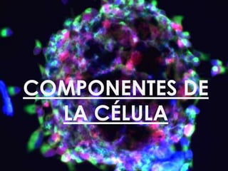 COMPONENTES DE
  LA CÉLULA
 