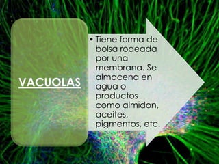 • Tiene forma de
             bolsa rodeada
             por una
             membrana. Se
             almacena en
VACUOLAS     agua o
             productos
             como almidon,
             aceites,
             pigmentos, etc.
 