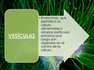 • Endocitosis, que
              permite a la
              célula
              alimentarse o
              atrapar partículas
VESÍCULAS     extrañas que
              luego son
              digeridas en el
              centro de la
              célula.
 