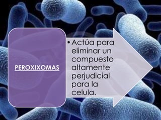 •Actúa para
             eliminar un
             compuesto
PEROXIXOMAS  altamente
             perjudicial
             para la
             celula.
 