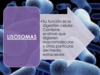 •Su función es la
             digestión celular.
             Contiene
             enzimas que
LISOSOMAS    digieren
             macromoléculas
             y otras partículas
             del medio
             extracelular.
 
