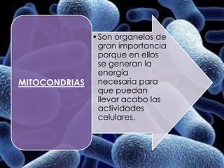 •Son organelos de
              gran importancia
              porque en ellos
              se generan la
              energía
MITOCONDRIAS  necesaria para
              que puedan
              llevar acabo las
              actividades
              celulares.
 