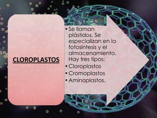 • Se llaman
                 plástidos. Se
                 especializan en la
                 fotosíntesis y el
                 almacenamiento.
CLOROPLASTOS     Hay tres tipos:
               • Cloroplastos
               • Cromoplastos
               • Aminoplastos.
 