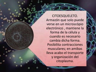 CITOESQUELETO.
Armazón que solo puede
verse en un microscópio
electrónico , mantiene la
   forma de la célula y
   cuando es necesario
   cambia dicha forma.
 Posibilita contracciones
  musculares; en amibas
lleva acabo el transporte
    y organización del
        citoplasma.
 