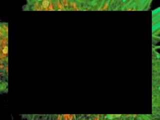 Componentes de la célula