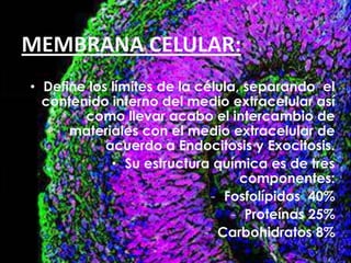 MEMBRANA CELULAR:
• Define los límites de la célula, separando el
  contenido interno del medio extracelular así
        como llevar acabo el intercambio de
      materiales con el medio extracelular de
            acuerdo a Endocitosis y Exocitosis.
             • Su estructura química es de tres
                                  componentes:
                             - Fosfolípidos 40%
                                 - Proteínas 25%
                            - Carbohidratos 8%
 