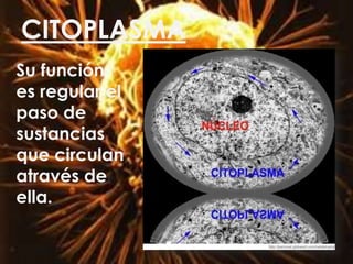 CITOPLASMA
Su función
es regular el
paso de
sustancias
que circulan
através de
ella.
 
