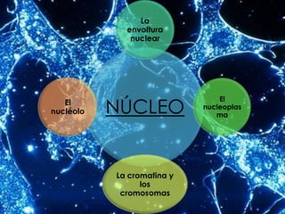 La
             envoltura
              nuclear




           NÚCLEO
                                El
   El
                            nucleoplas
nucléolo                       ma




           La cromatina y
                 los
            cromosomas
 
