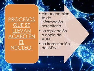• Almacenamien
             to de
PROCESOS     información
  QUE SE     hereditaria.
 LLEVAN    • La replicación
             o copia del
ACABO EN     ADN.
    EL     • La transcripción
 NÚCLEO:     del ADN.
 