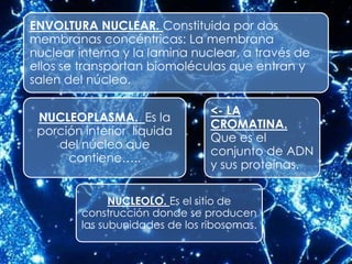 ENVOLTURA NUCLEAR. Constituida por dos
membranas concéntricas: La membrana
nuclear interna y la lamina nuclear, a través de
ellos se transportan biomoléculas que entran y
salen del núcleo.

                                <- LA
 NUCLEOPLASMA. Es la
                                CROMATINA.
 porción interior líquida
                                Que es el
    del núcleo que
                                conjunto de ADN
      contiene…..
                                y sus proteínas.

              NUCLEOLO. Es el sitio de
        construcción donde se producen
        las subunidades de los ribosomas.
 