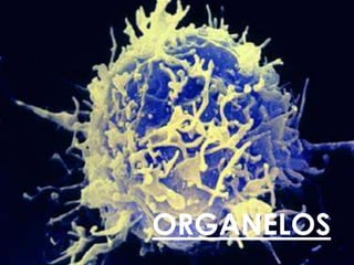 ORGANELOS
 