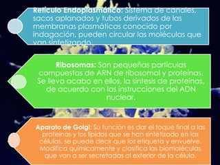 Componentes de la célula