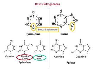 Bases Nitrogenadas
Enlace N-β-glicosídico
 