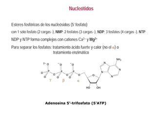 Nucleótidos
Esteres fosfóricos de los nucleósidos (5’ fosfato)
con 1 sólo fosfato (2 cargas -), NMP; 2 fosfatos (3 cargas -), NDP; 3 fosfatos (4 cargas -), NTP
NDP y NTP forma complejos con cationes Ca2+ y Mg2+
Para separar los fosfatos: tratamiento ácido fuerte y calor (no el α) o
tratamiento enzimático
Adenosina 5’-trifosfato (5’ATP)
α
β
γ
 