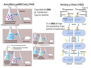 Avery/MacLeod/McCarty (1944)
Capacidad del DNA
de “transformar”
cepa no virulenta
Hershey y Chase (1952)
Es el DNA del fago
(no la proteína) el que
penetra el núcleo bact.
Streptococcus pneumoniae
Fago T2
E coli
 
