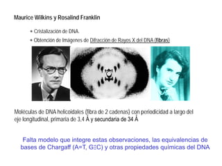 Maurice Wilkins y Rosalind Franklin
Moléculas de DNA helicoidales (fibra de 2 cadenas) con periodicidad a largo del
eje longitudinal, primaria de 3,4 Ǻ y secundaria de 34 Ǻ
∗ Cristalización de DNA.
∗ Obtención de Imágenes de Difracción de Rayos X del DNA (fibras)
Falta modelo que integre estas observaciones, las equivalencias de
bases de Chargaff (A=T, GΞC) y otras propiedades químicas del DNA
 