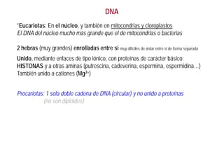 DNA
*Eucariotas: En el núcleo, y también en mitocondrias y cloroplastos
El DNA del núcleo mucho más grande que el de mitocondrias o bacterias
2 hebras (muy grandes) enrolladas entre si muy difíciles de aislar entre si de forma separada
Unido, mediante enlaces de tipo iónico, con proteínas de carácter básico:
HISTONAS y a otras aminas (putrescina, cadeverina, espermina, espermidina…)
También unido a cationes (Mg2+)
Procariotas: 1 sola doble cadena de DNA (circular) y no unido a proteínas
(no son diploides)
 