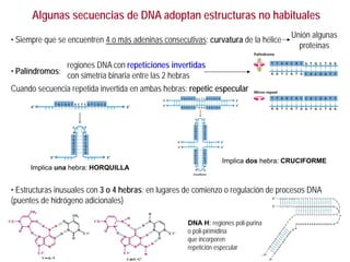 Algunas secuencias de DNA adoptan estructuras no habituales
• Siempre que se encuentren 4 o más adeninas consecutivas: curvatura de la hélice
• Palíndromos:
Cuando secuencia repetida invertida en ambas hebras: repetic especular
• Estructuras inusuales con 3 o 4 hebras: en lugares de comienzo o regulación de procesos DNA
(puentes de hidrógeno adicionales)
Unión algunas
proteínas
Implica una hebra: HORQUILLA
Implica dos hebra: CRUCIFORME
DNA H: regiones poli-purina
o poli-pirimidina
que incorporen
repetición especular
regiones DNA con repeticiones invertidas
con simetría binaria entre las 2 hebras
 