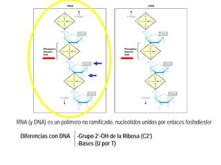 RNA (y DNA) es un polímero no ramificado, nucleótidos unidos por enlaces fosfodiester
Diferencias con DNA -Grupo 2’-OH de la Ribosa (C2’)
-Bases (U por T)
 