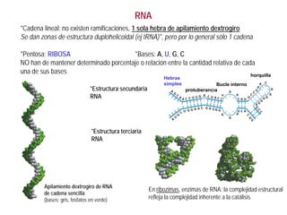 RNA
*Cadena lineal: no existen ramificaciones, 1 sola hebra de apilamiento dextrogiro
Se dan zonas de estructura duplohelicoidal (ej tRNA)*, pero por lo general sólo 1 cadena
*Pentosa: RIBOSA *Bases: A, U, G, C
NO han de mantener determinado porcentaje o relación entre la cantidad relativa de cada
una de sus bases
Apilamiento dextrogiro de RNA
de cadena sencilla
(bases: gris, fosfatos en verde)
*Estructura secundaria
RNA
protuberancia
Bucle interno
horquilla
Hebras
simples
*Estructura terciaria
RNA
En ribozimas, enzimas de RNA: la complejidad estructural
refleja la complejidad inherente a la catálisis
 