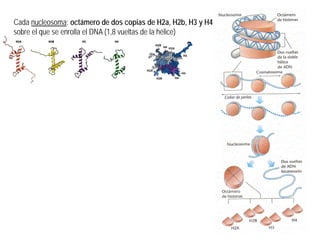 Cada nucleosoma: octámero de dos copias de H2a, H2b, H3 y H4
sobre el que se enrolla el DNA (1,8 vueltas de la hélice)
 