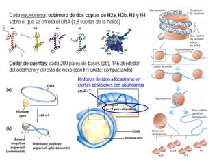 Histonas tienden a localizarse en
ciertas posiciones con abundancia
en A=T
Cada nucleosoma: octámero de dos copias de H2a, H2b, H3 y H4
sobre el que se enrolla el DNA (1,8 vueltas de la hélice)
Collar de cuentas: cada 200 pares de bases (pb), 146 alrededor
del octámero y el resto de nexo (con H1 unida: compactando)
 