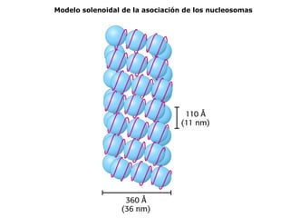 Modelo solenoidal de la asociación de los nucleosomas
 