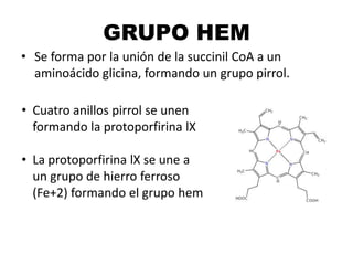 GRUPO HEM
• Se forma por la unión de la succinil CoA a un
aminoácido glicina, formando un grupo pirrol.
• Cuatro anillos pirrol se unen
formando la protoporfirina lX
• La protoporfirina lX se une a
un grupo de hierro ferroso
(Fe+2) formando el grupo hem
 