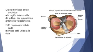 ❑ Los meniscos están
anclados
a la región intercondilar
de la tibia, por los cuerpos
anteriores y posteriores.
❑ El borde esternal de
cada
menisco está unido a la
tibia
 